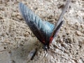 black butterfly against the background of moist soil Royalty Free Stock Photo