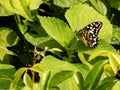 Black butterfly ate leaf