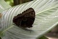 Black Butterfly on banana leave Royalty Free Stock Photo