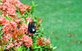 Black butterfly on beatiful exotic flowers