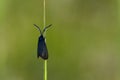Black butterfly on a blade of grass