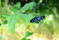 Black butterfly Royalty Free Stock Photo