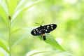 Black butterfly with colored spots on a leaf in the forest Royalty Free Stock Photo
