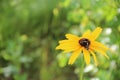 Black butterfly on flower of rudbeckia laciniata