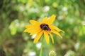 Black butterfly on flower of rudbeckia laciniata. Yellow flower Royalty Free Stock Photo