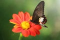 black butterfly flying over a red flower looking for pollen,elegant an fragile insect Royalty Free Stock Photo