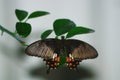 Black Butterfly in the Garden