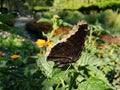 black butterfly with yellow edge in a garden