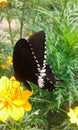 Black butterfly