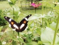 Black Butterfly on green leaf