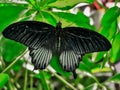 Black butterfly on green leaves