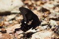 Black butterfly Royalty Free Stock Photo
