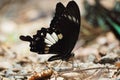 Black butterfly Royalty Free Stock Photo