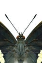 Black butterfly head with details of antenna eyes body and wings part over white background, Charaxes solon (Pale Black Rajah