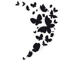Black butterfly, isolated on a white