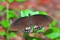 Black butterfly on leaf Royalty Free Stock Photo