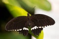 Black butterfly on a leaf