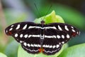 Black butterfly on a leaf Royalty Free Stock Photo