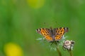 Black butterfly with orange patterns on wings on top of dandelion at summer with blurred background Royalty Free Stock Photo