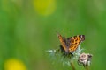 Black butterfly with orange patterns on wings on top of dandelion at summer with blurred background Royalty Free Stock Photo