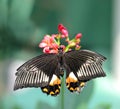 Black butterfly with orange and white markings Royalty Free Stock Photo