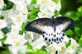 Black butterfly Papilio polymnestor on white bougainvillea flower Royalty Free Stock Photo