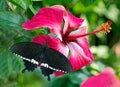 Black butterfly Mormon on a pink flower Hibiscus with green bokeh background Royalty Free Stock Photo