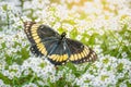 Black butterfly Papilio polyxenes landed over white flowers - Central Park, USA