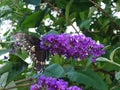The black butterfly pollinates the purple flower. Royalty Free Stock Photo