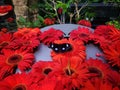 Great eggfly butterfly among red gerbera daisies