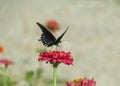 Black Butterfly on Red Flower Royalty Free Stock Photo