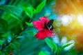 Black butterfly on red hibiscus flower eating flower nectar on natural green background with sunlight in the moning Royalty Free Stock Photo