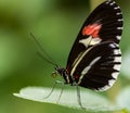 Black butterfly with red and white spots Royalty Free Stock Photo