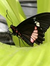 Black butterfly on a bright green leaf