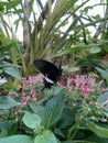 Black butterfly on flower