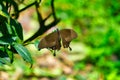 A black butterfly rests on the tea leaves of the tea garden. Royalty Free Stock Photo