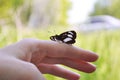 A black butterfly sits on a female hand. Close-up. Blurred background Royalty Free Stock Photo