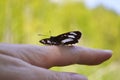 A black butterfly sits on a female hand. Close-up. Blurred background Royalty Free Stock Photo