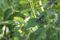 Scarlet tiger moth with yellow spots on black wings sitting on the green nettle leaf.A black butterfly sits on a nettle leaf Royalty Free Stock Photo