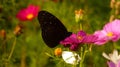 Black butterfly sitting on pink Cosmos Bipinnatus flower on a background of blurred flower field Royalty Free Stock Photo