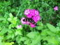 Black butterfly sitting on a pink flower, close up Royalty Free Stock Photo