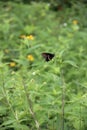 Black butterfly sitting on a plant
