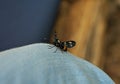 Black butterfly standing on leg dressed in jeans Royalty Free Stock Photo
