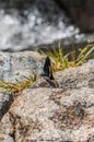 A Black Butterfly Standing on a Rock