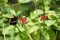 Black Butterfly With Striped Battered Wings On A Red Flower