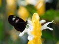 Black Butterfly with White and Orange Patches on a Yellow Shrimp Plant Flower