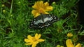 black butterfly with white and orange patterns in a green garden with Kenikir Sulfur flowers Royalty Free Stock Photo