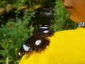 Black butterfly on yellow shirt on boy shoulder Royalty Free Stock Photo