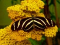 Black butterfly yellow stripes Zebra Heliconian Royalty Free Stock Photo