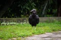Black Buzzard (Coragyps atratus) Walking in the Park